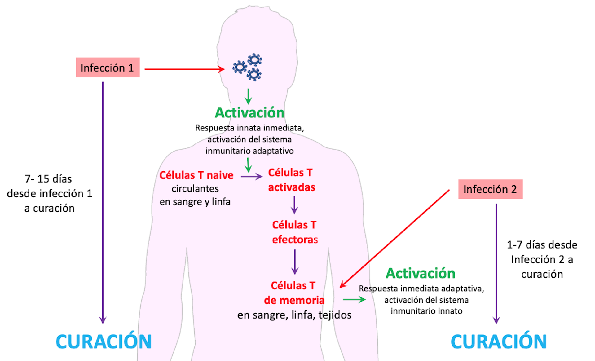 Células T Al Rescate: Mucho Más Que Anticuerpos En La Inmunidad Contra ...