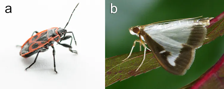 The European Firebug (Pyrrhocoris apterus) and Box Tree Moth (Cydalima perspectalis)