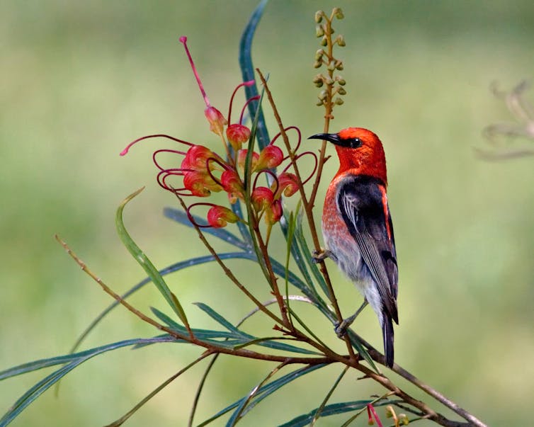 Scarlet honeyeater feeding on grevillia nectar