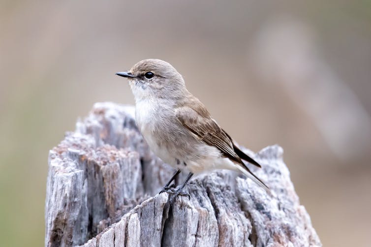 Jacky winter, a small, pale-coloured bird is perched on a white log.