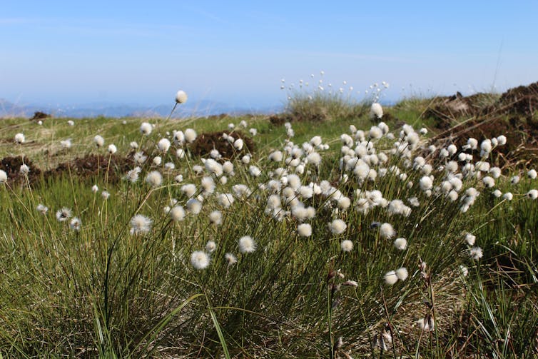 A clump of white cottongrass.