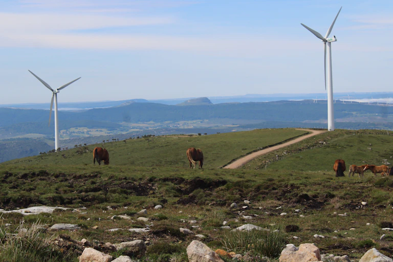 A green hill with two wind turbines and five brown horses.