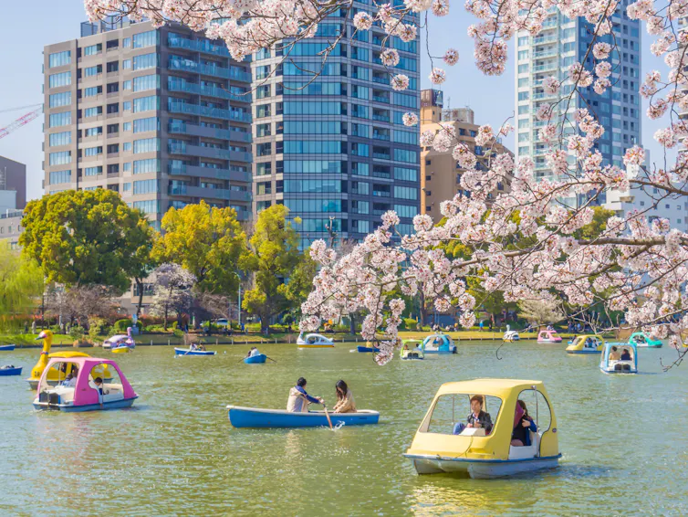 People on pleasure boats on a lake with cherry blossom in foreground and skyscrapers in background