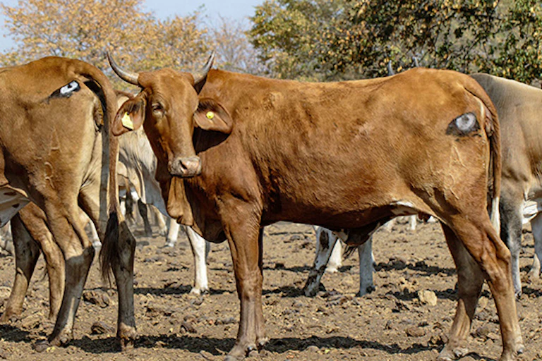 Cattle with eyes painted on rumps