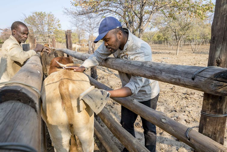 Nenguba Keitsumetsi demonstrates the eye-cow technique to local farmer, Rra Ketlogetswe Ramakgalo. Bobby-Jo Photography