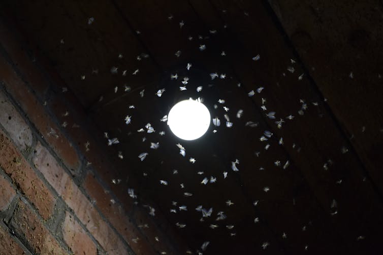 Moths crowding a street lamp at night.