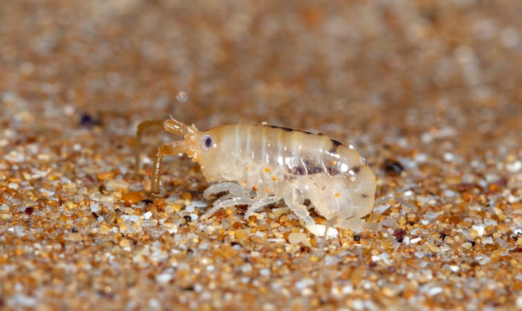 A small crustacean on sand.