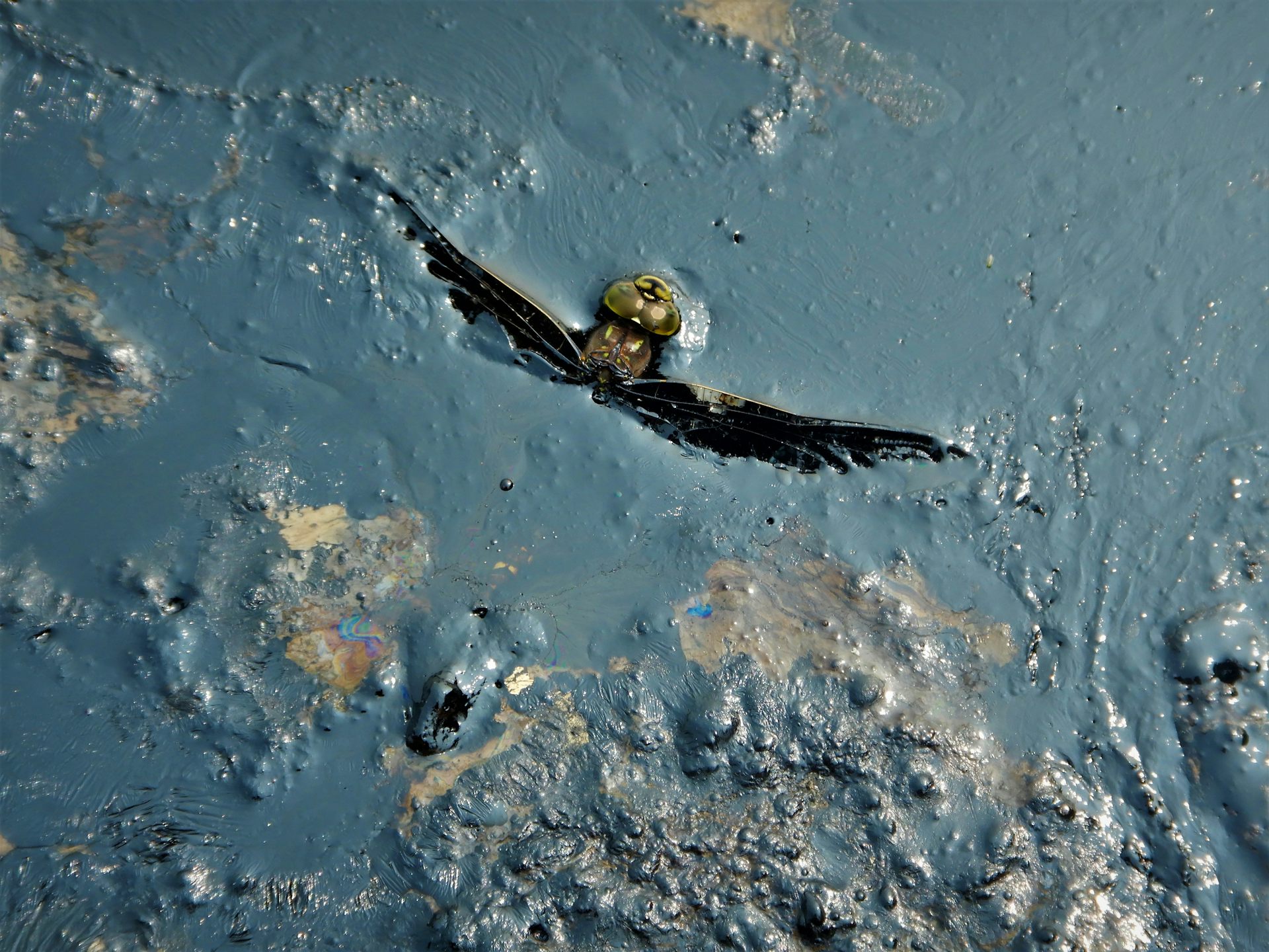 A dragongly trapped in oil