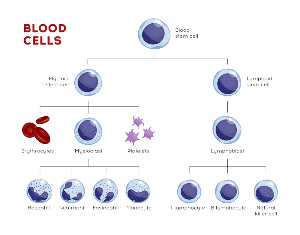 b & t cells