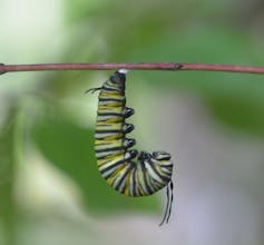 Monarch butterfly caterpillar hanging from leaf