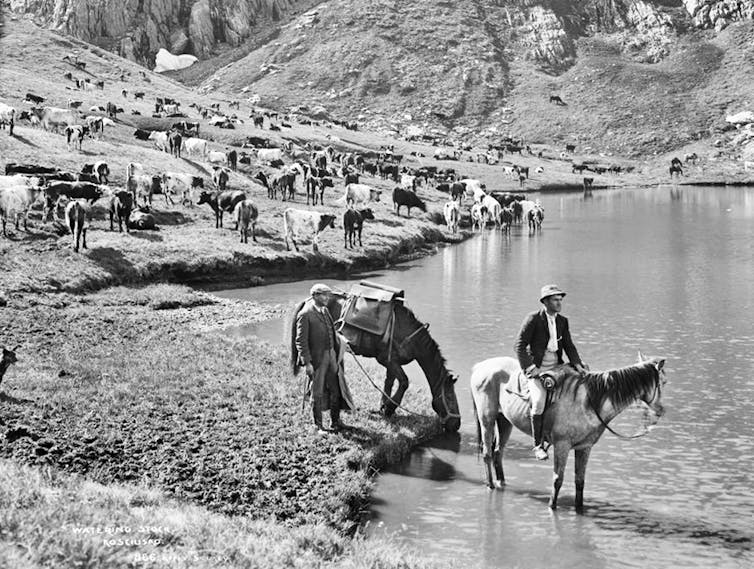 Cattle grazing at Club Lake believed to be during the Federation Drought (1897-1903).