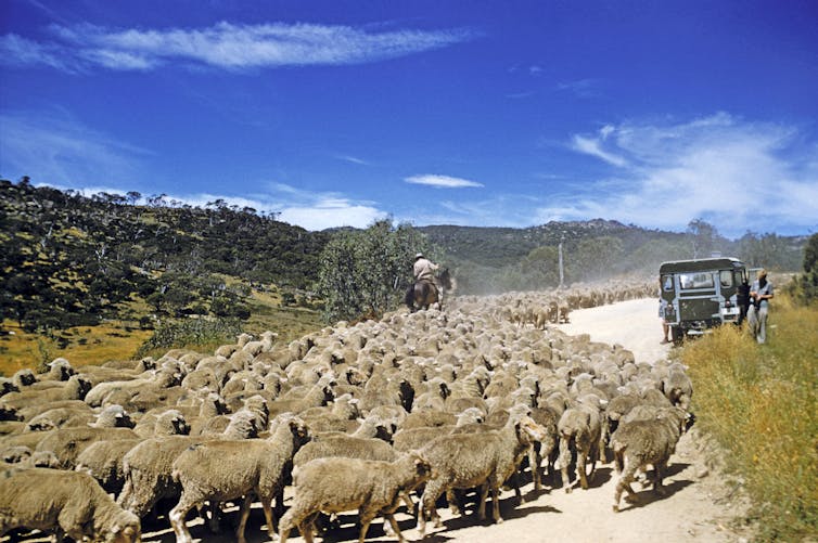 Stock illegally moved into the park after grazing leases ended in 1958.