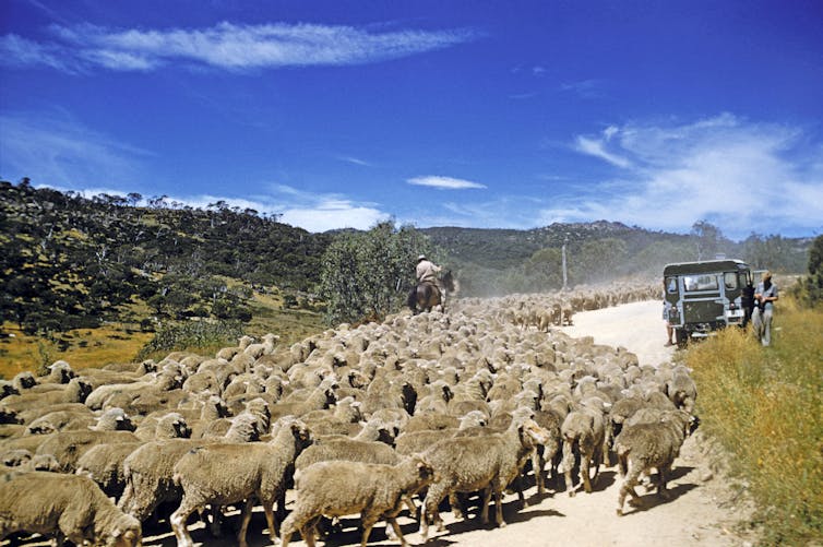 Stock being illegally moved into the park after grazing leases ended in 1958.