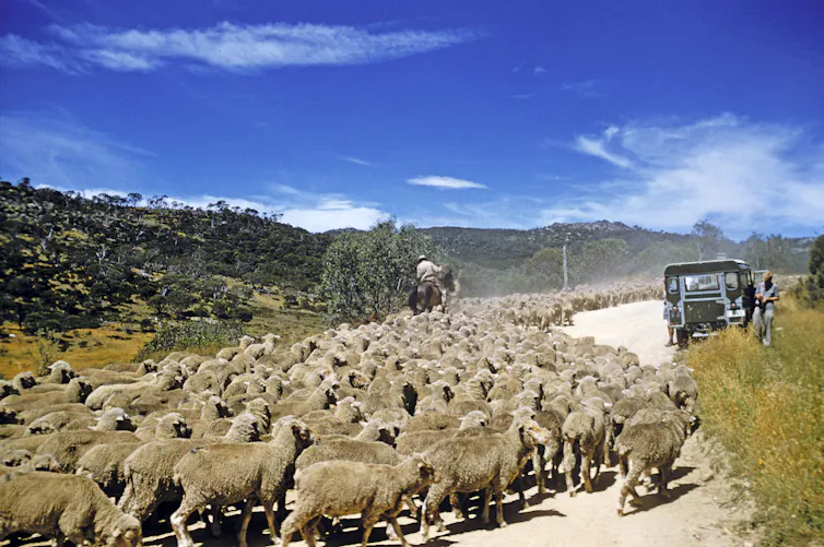 Stock illegally moved into the park after grazing leases ended in 1958.