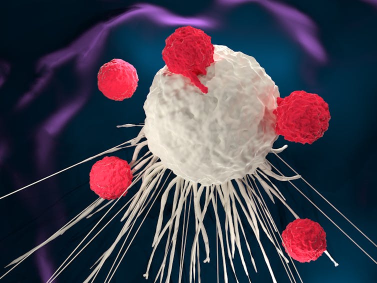 3D illustration of T cells attacking a cancer cell.