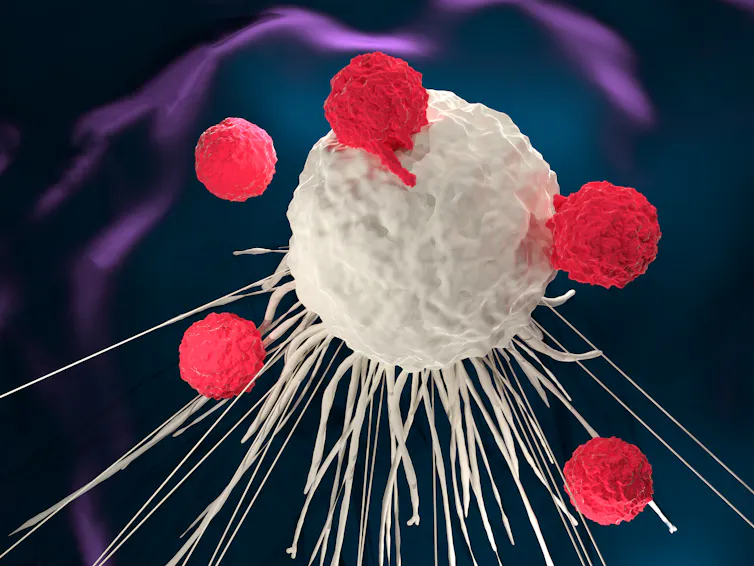 3D illustration of T cells attacking a cancer cell.