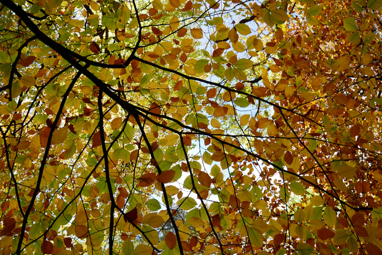 Branch of a beech tree from beneath.