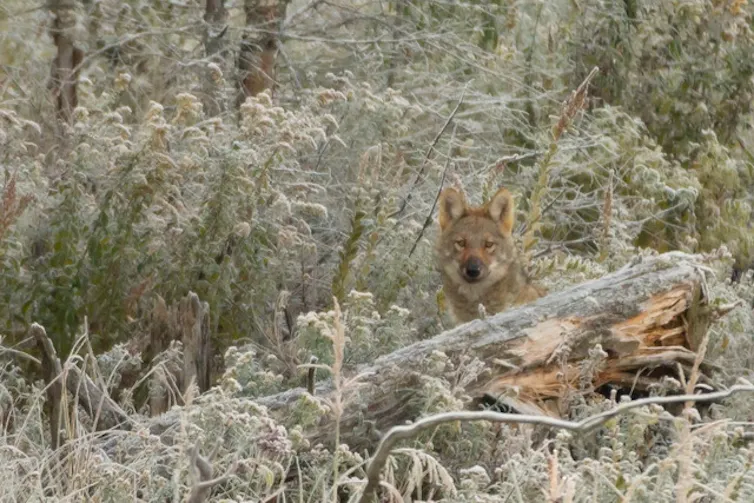 An Algonquin wolf stands among frost-covered plants