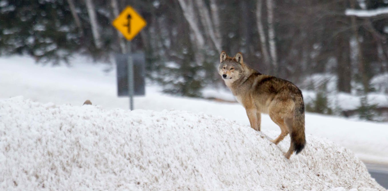 The Erosion Of Ontario S Endangered Species Act Threatens Iconic Algonquin Wolf