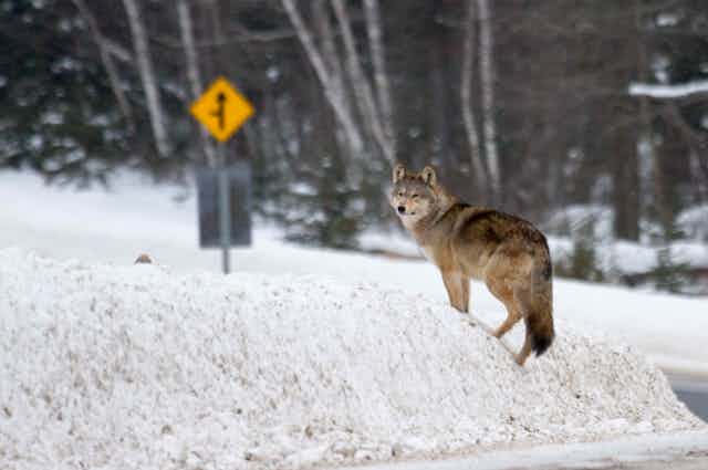 An Algonquin wolf standing in a snowbank near a road