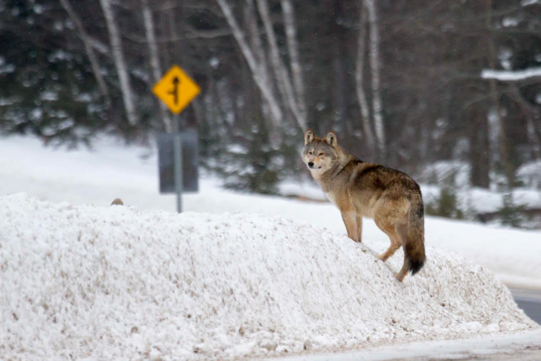 An Algonquin wolf standing in a snowbank near a road