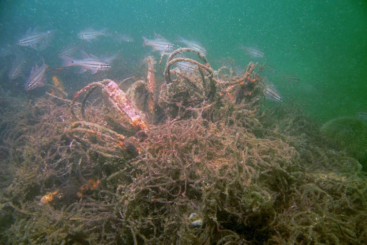 A group of fish swimming by a knot of nets