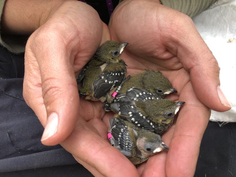 A person holding forty-spotted pardolotes