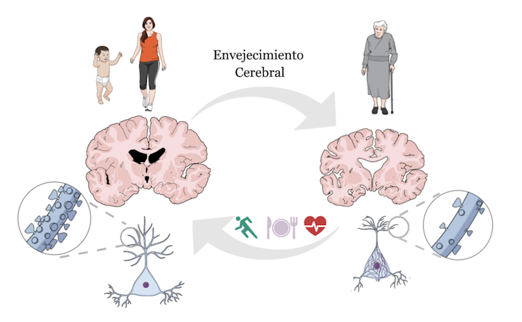 ¿Cómo evitar que el cerebro envejezca demasiado rápido?