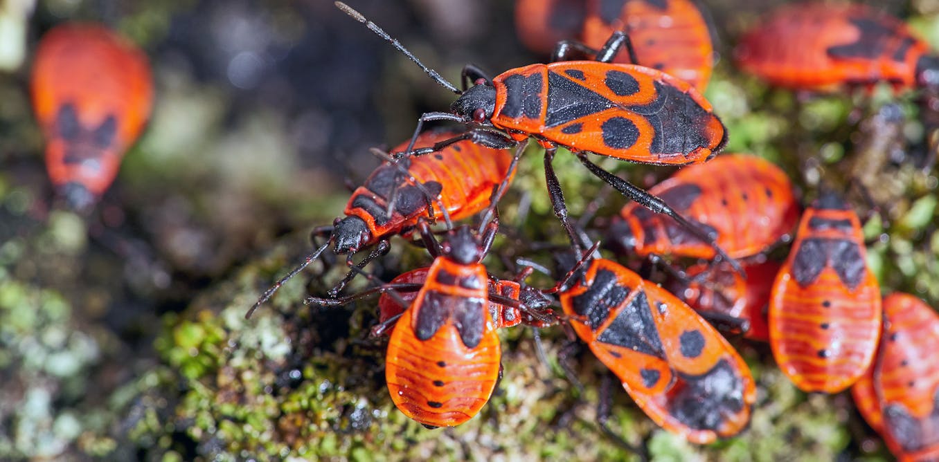 The next invasion of insect pests will be discovered via social media