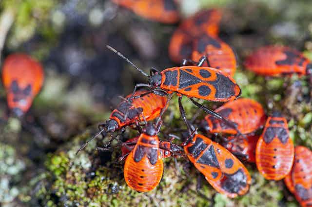 The next invasion of insect pests will be discovered via social media