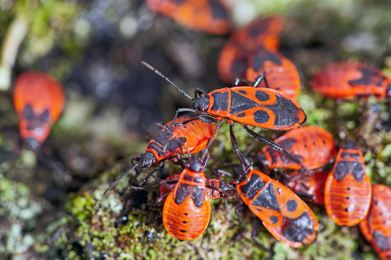 European firebugs on a tree