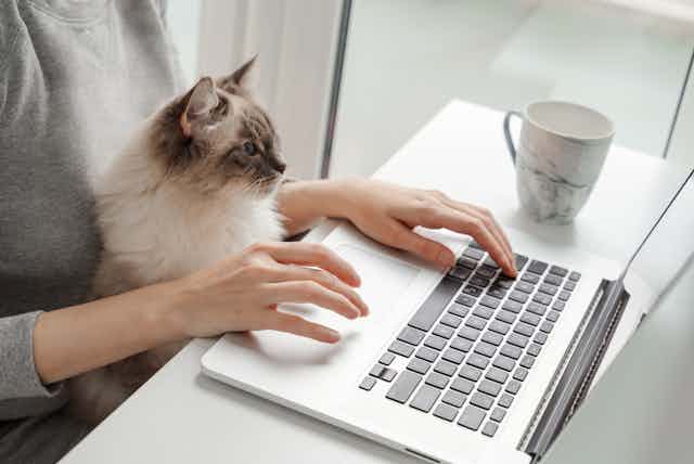 A cat sits in a woman's lap as she types on a laptop.
