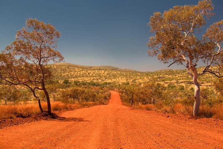 A red-dirt road through the WA desert, with a tree
either side.