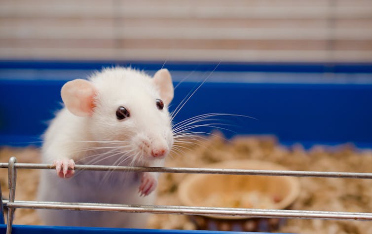 A lab rat peering out of its cage.