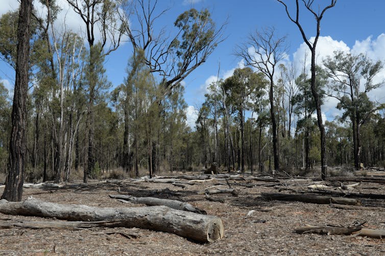 Forest at the site of the proposed project