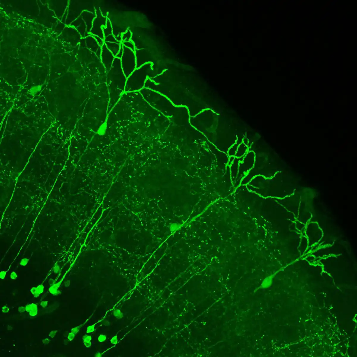 La proteína de medusa que hizo visible lo invisible
