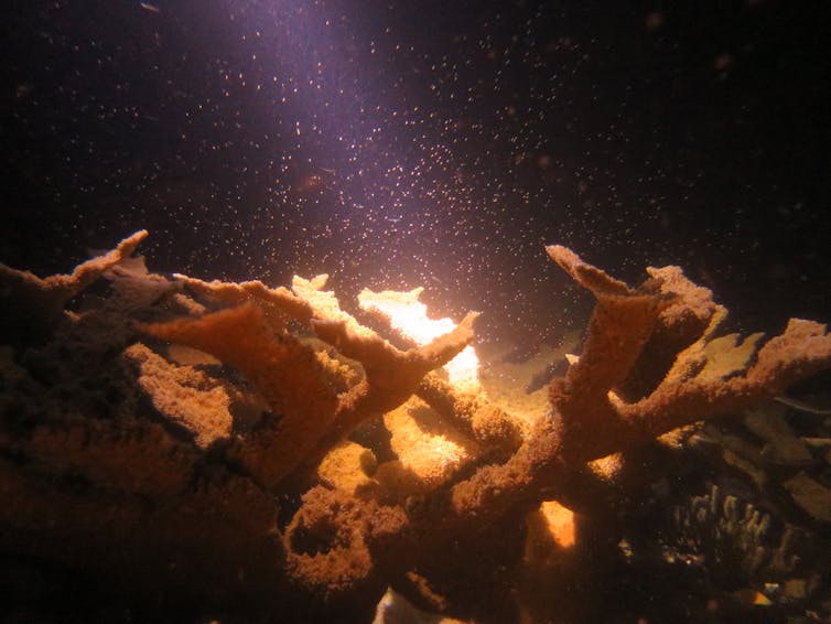 A light shines on a tropical coral at night, illuminating sperm and egg cells in the water.