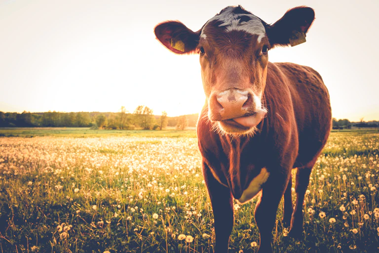 Brown cow in flower-filled meadow