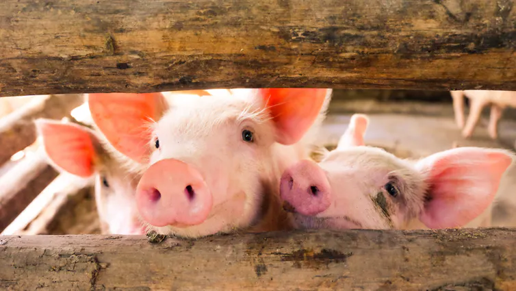 Three little pigs in wooden-fenced enclosure