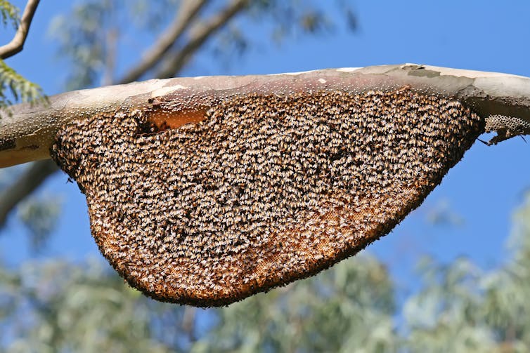 An exposed comb hive hanging from a tree branch.