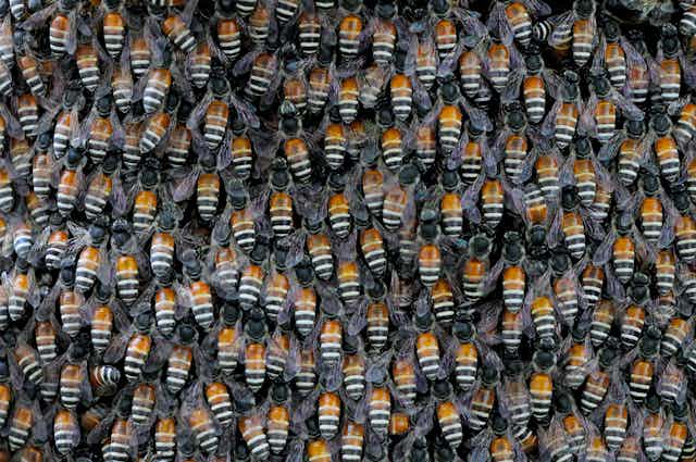 The orange and black-and-white banded abdomens of giant honey bees converge in a swarm.