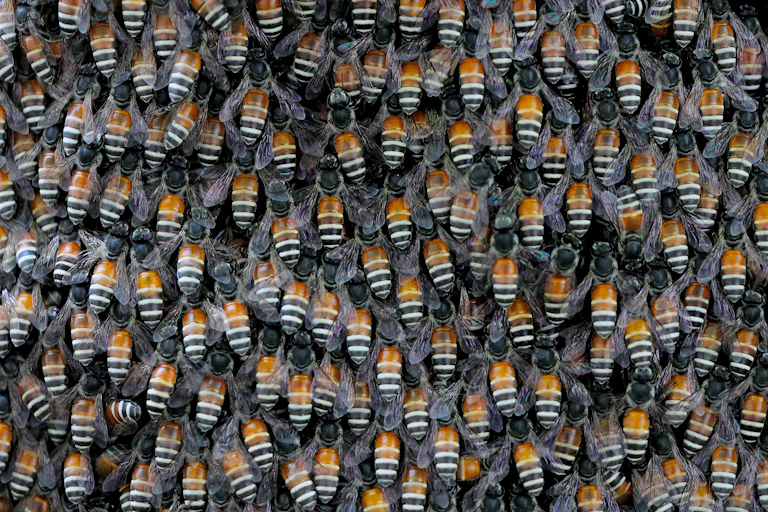 The orange and black-and-white banded abdomens of giant honey bees converge in a swarm.
