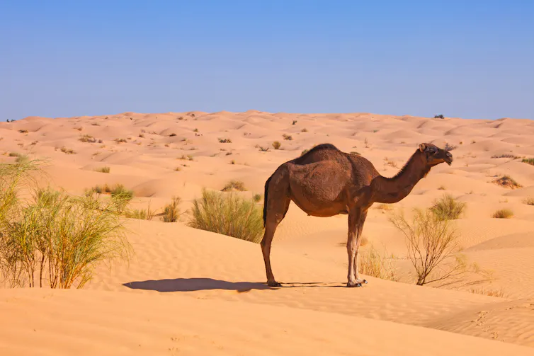 A single dromedary camel in the desert