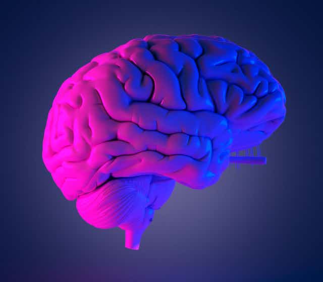 Model of a human brain lit by pink and blue light