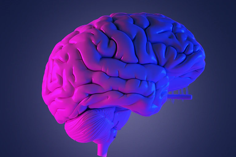 Model of a human brain lit by pink and blue light