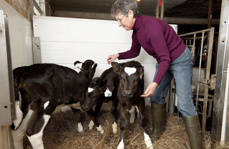 A woman dressed in a purple turtleneck, jeans and rubber boots tends to three calves in a stall