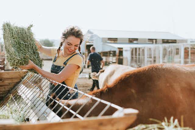 A smiling woman places hay in a feeding trough for cattle.