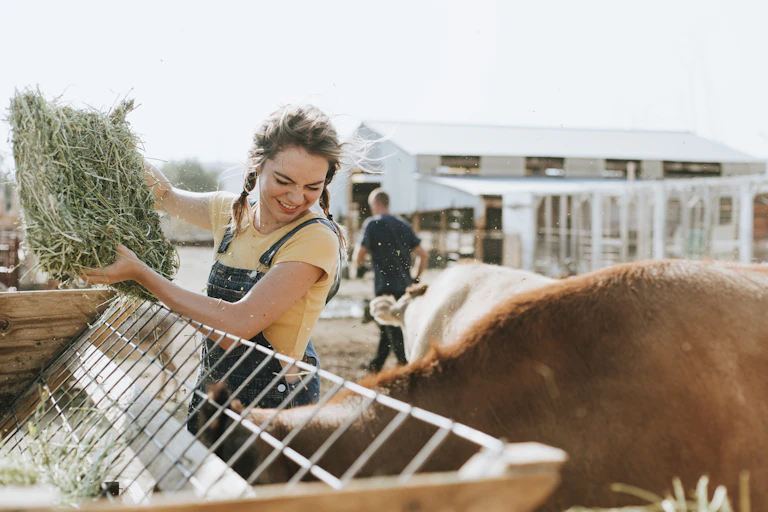 A smiling woman places hay in a feeding trough for cattle.