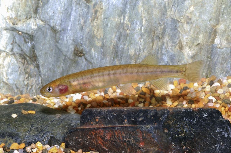 Shaw galaxias, a long light-brown fish.