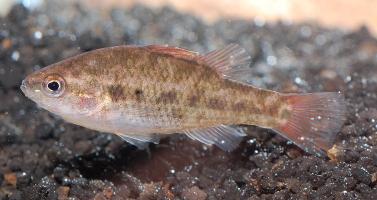 Australia's smallest fish among 22 at risk of extinction within two decades